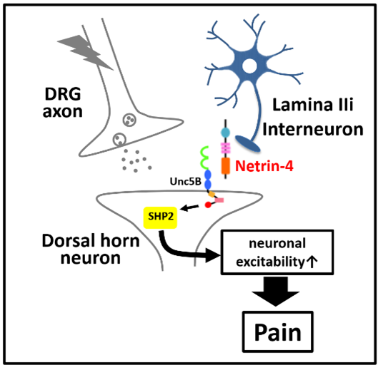 Monoclonal Antibody for Neuropathic Pain Bionauts